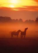 Fototap.Horses at Dusk 186x260