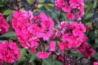 Syysleimu ‘Starfire’ 