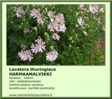 Harmaamalvikki thuringiaca
