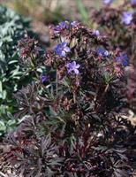 KYLÄKURJENPOLVI Geranium pratense 'Dark Reiter'