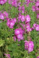 Tarhajalomalva Rosea