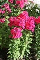 Syysleimu 'Early Red'