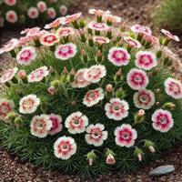 VUORINEILIKKA 'Flutterburst'