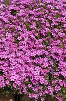 SAMMALLEIMU 'Zwergenteppich'