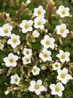 PATJARIKKO  'White Star'