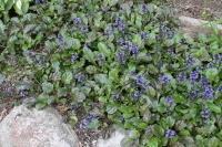 Rönsyakankaali Atropurpurea