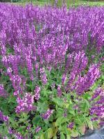Loistosalvia Blue Queen