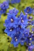 Jaloritarinkannus  ‘Blue Bird’