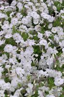 Syysleimu  'White Admiral'