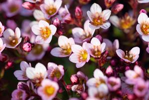 PATJARIKKO 'Pixie Pan Appleblossom'
