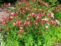 Jaloakileija Aquilegia cultorum-ryhmä