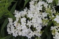 Syysleimu Early White