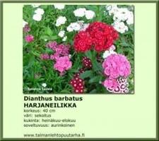 Harjaneilikka  barbatus