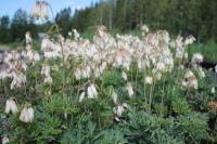 Kesäpikkusydän Alba