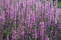 Pohjanrantakukka salicaria