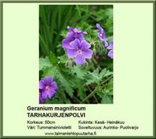 Tarhakurjenpolvi magnificum
