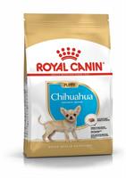 RC Chihuahua Puppy 1,5 kg