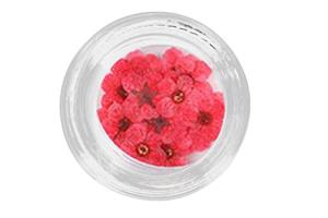 BL- Dried Flower / Red