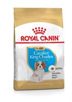 RC Cavalier King Charles Puppy 1,5 kg
