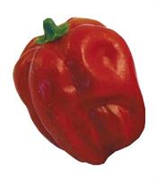 Paprika röd 110mm