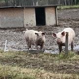Är det månne Piggen och Piggy?