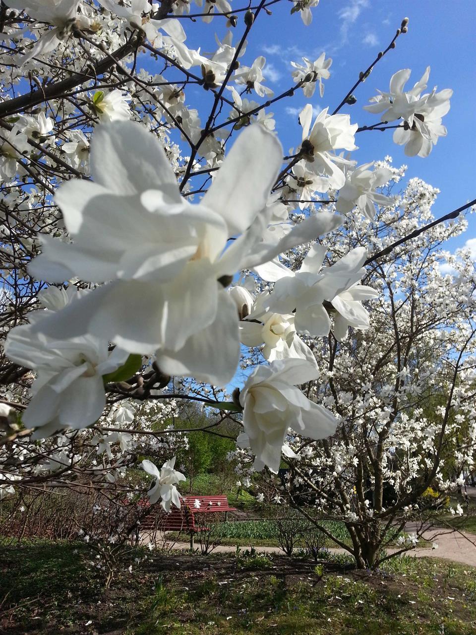 Nydelig magnolia