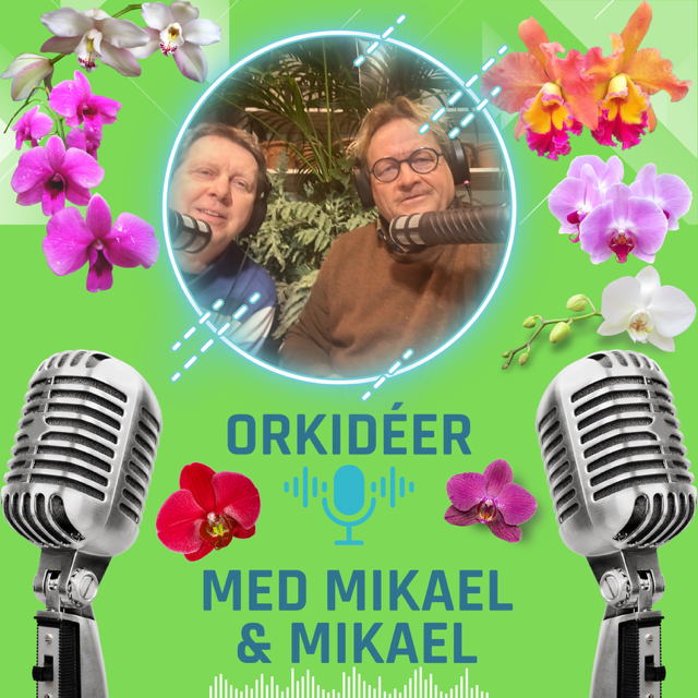 Orkidéer med Mikael & Mikael