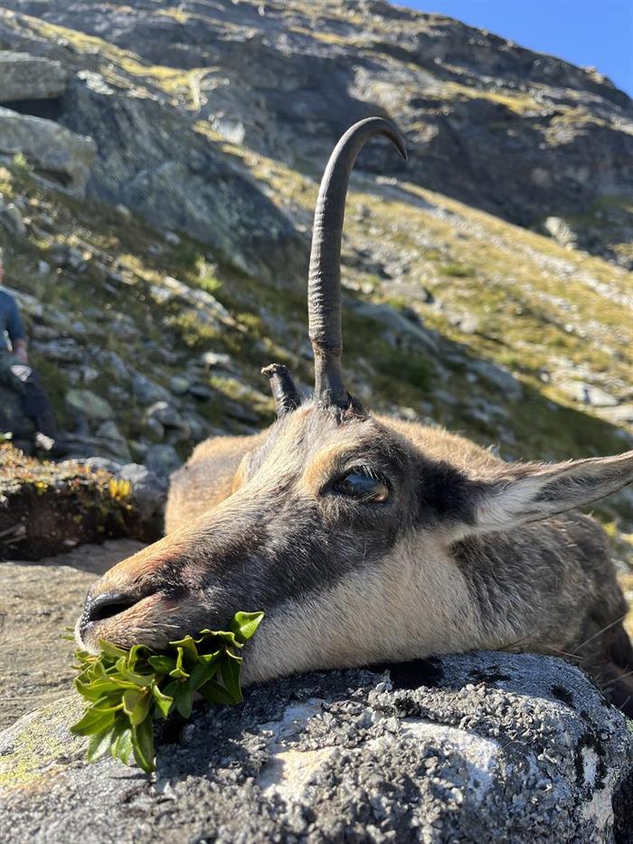 Chamois hunt in Austria Part 3