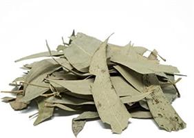 Eucalipto