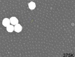 AUSOME DUAL U-HIGH RES STD MTE