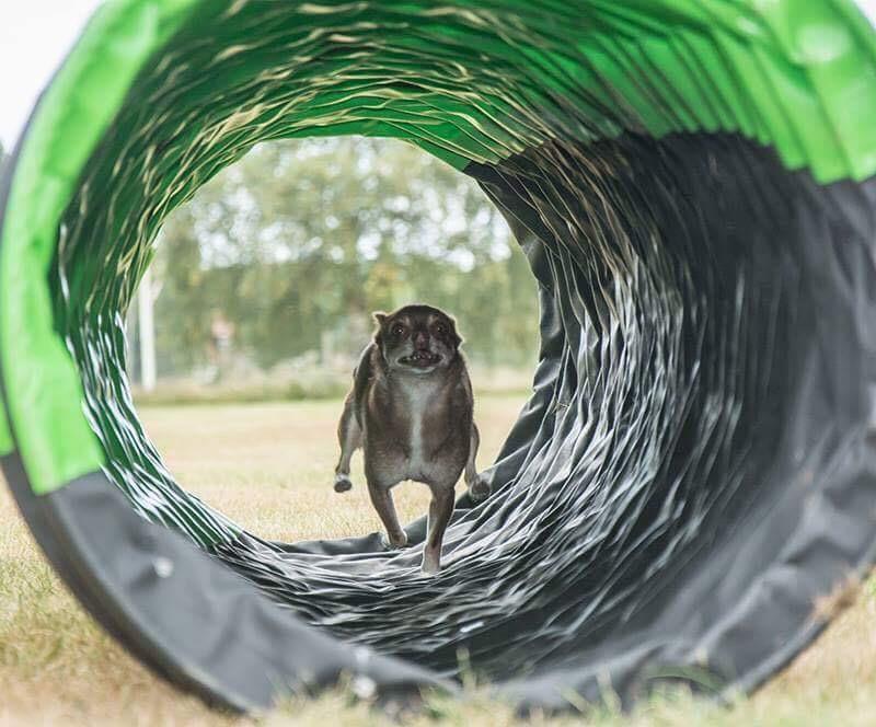 Coachgrupp Agility