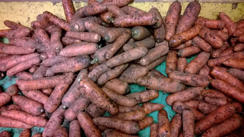 Porkkana, multa 1 kg, luomu