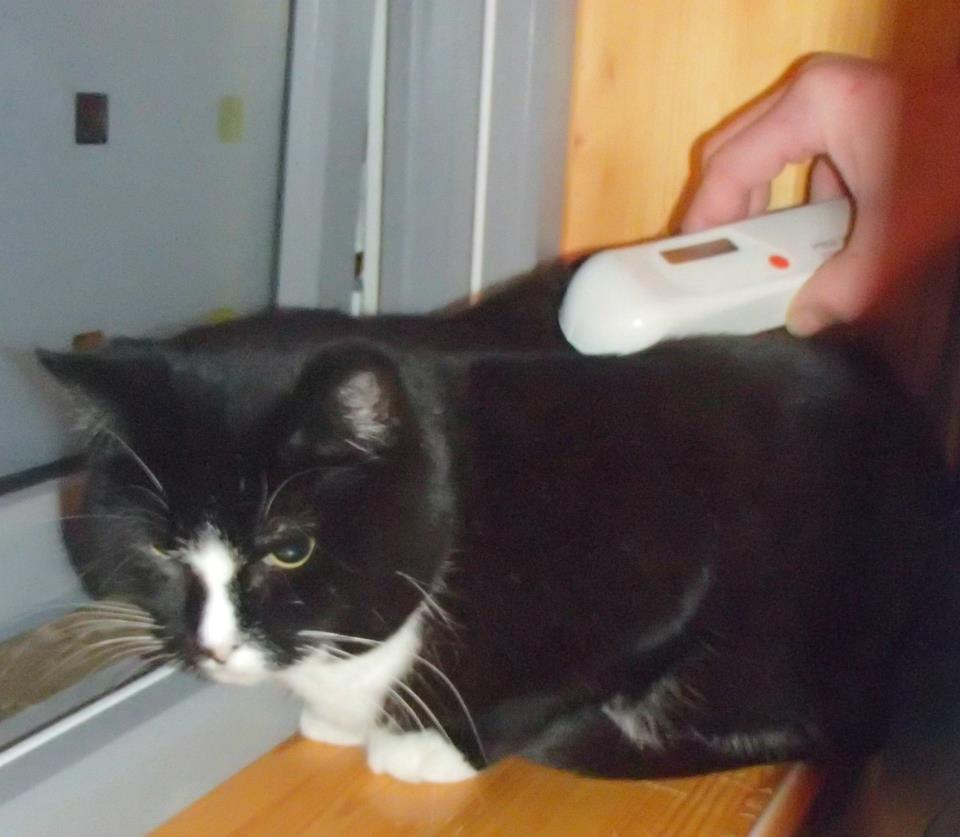 Vi trykker på den røde knappen og fører leseren over katten, hvis katten har ID chip vil landkode og id nummer bli vist på displayet. Vi kan deretter slå opp på http://www.dyreidentitet.no/sok.html for å finne eier/ansvarlig. PS. Testkatt er Oda fra Kattens Vern.