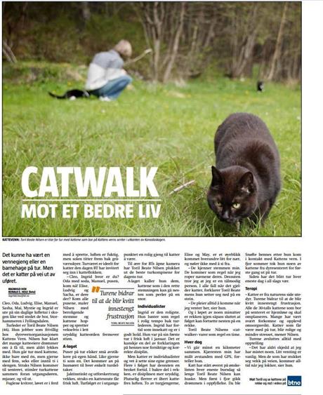 Kattevandreren Catwalking BT