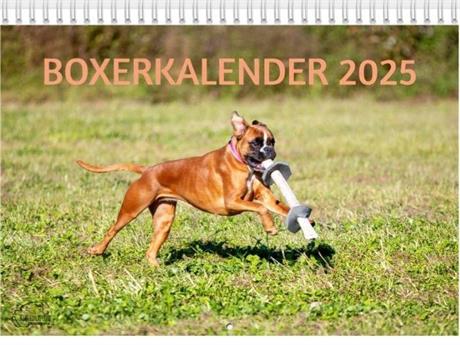 Boxerkalender 2024