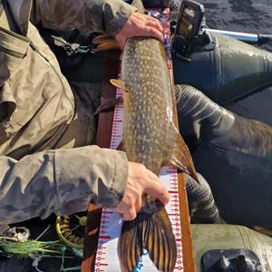 Perfish målematte 130 cm
