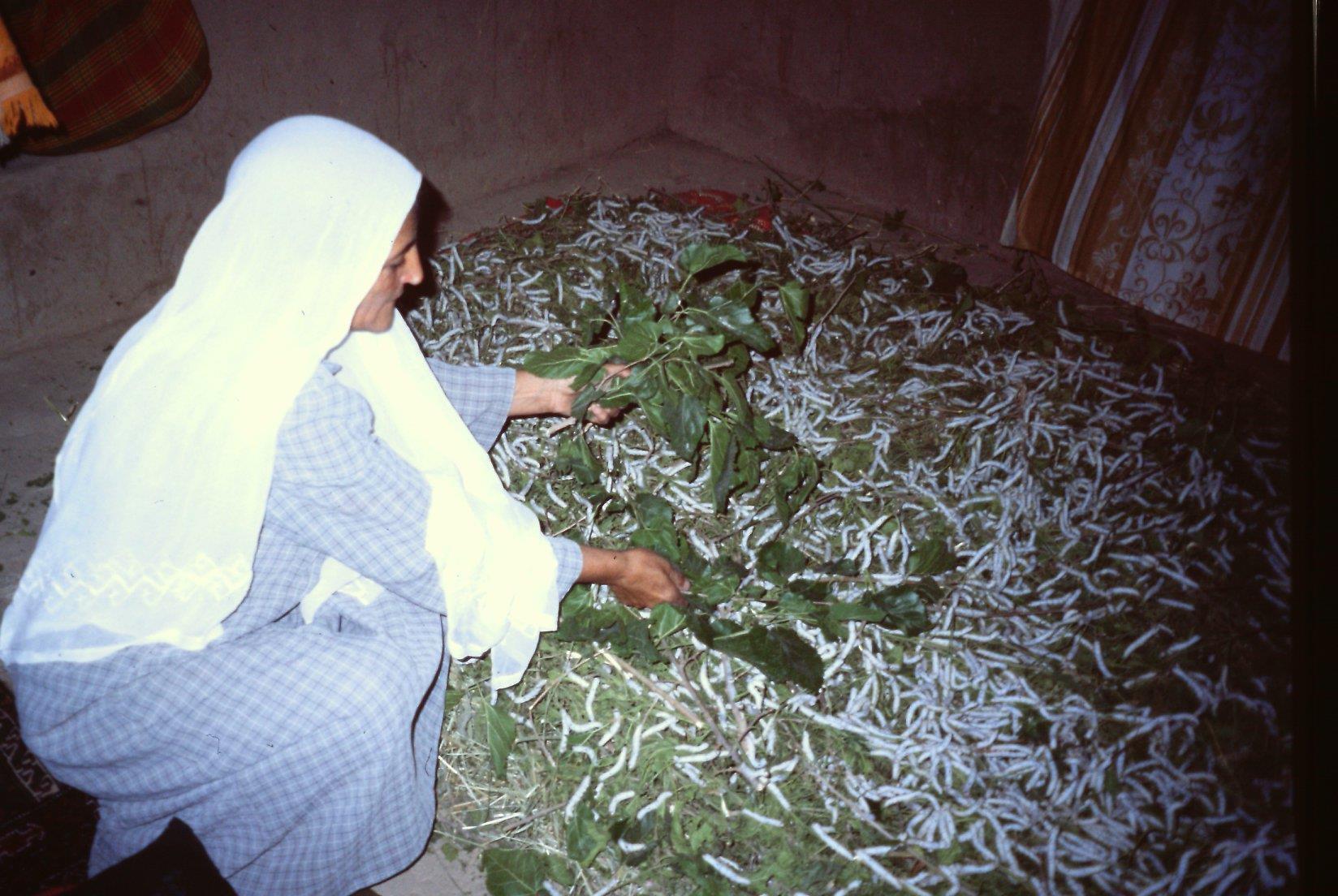 Silkeormdyrking i Herat, Afghanistan