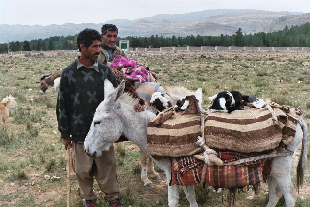 Lam transporteres på vei til qashqai-nomadenes sommerbeite