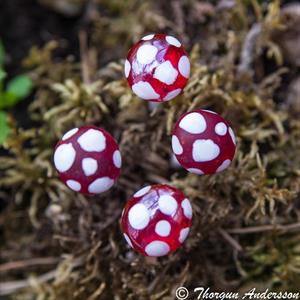 5 Flugsvampar med röd glashatt