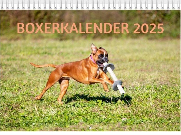 Boxerkalender 2025