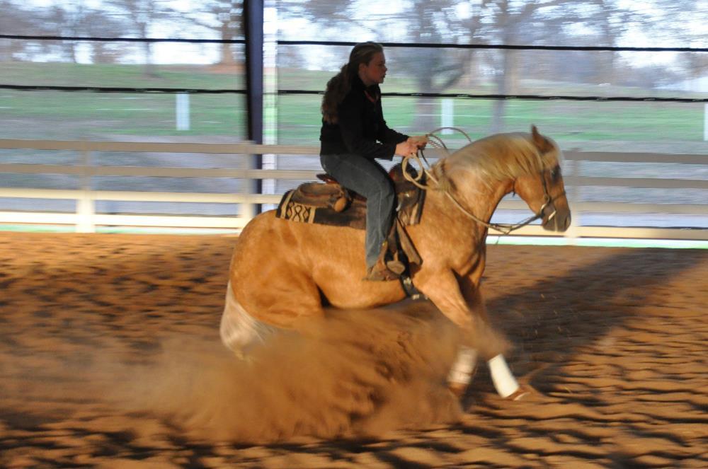 Wimpys Gold Quixote