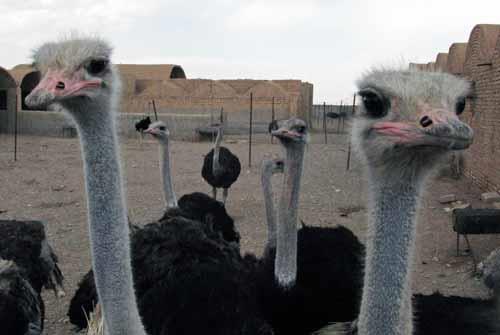 Strutsefarm i Kerman-provinsen  (Foto: Rolf Larsen)