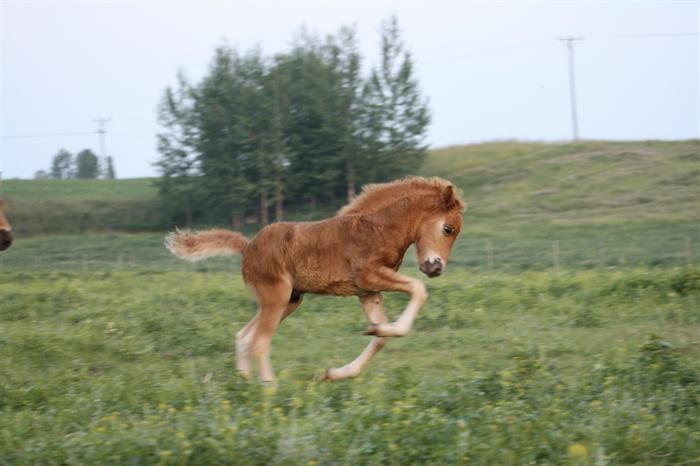 19 maj Nu har jag Ia tränat Týri drygt en månad och det går strålande!