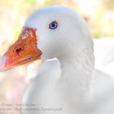 Kattevandrerens Dyrefotografi eksempler(Klikk for å forstørre).