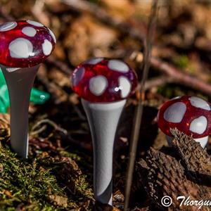 5 Flugsvampar med röd glashatt