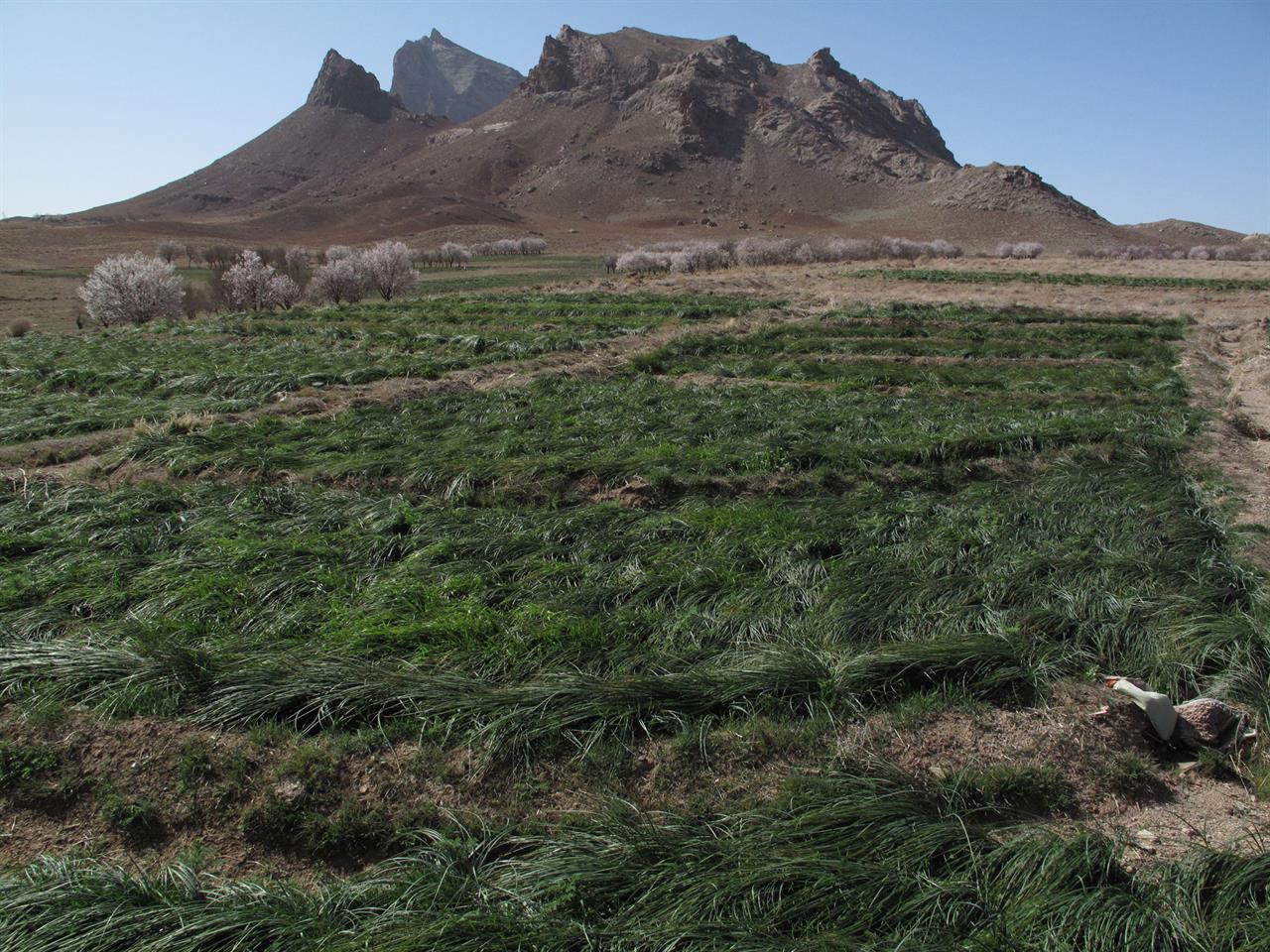 Safranplanter nær Kerman by