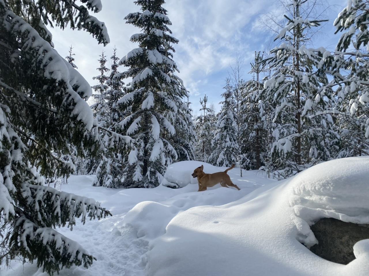 Haukkumaan luonto on upea myös talvella!