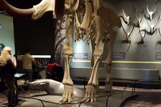 - Mammut skelett på podie
