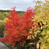 Höstens vackra färger