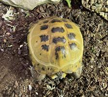 Rysk Stäppsköldpadda, Testudo horsfieldii
